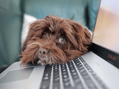 A picture of a dog on a computer.